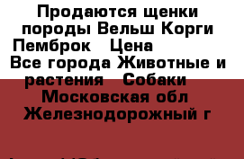 Продаются щенки породы Вельш Корги Пемброк › Цена ­ 40 000 - Все города Животные и растения » Собаки   . Московская обл.,Железнодорожный г.